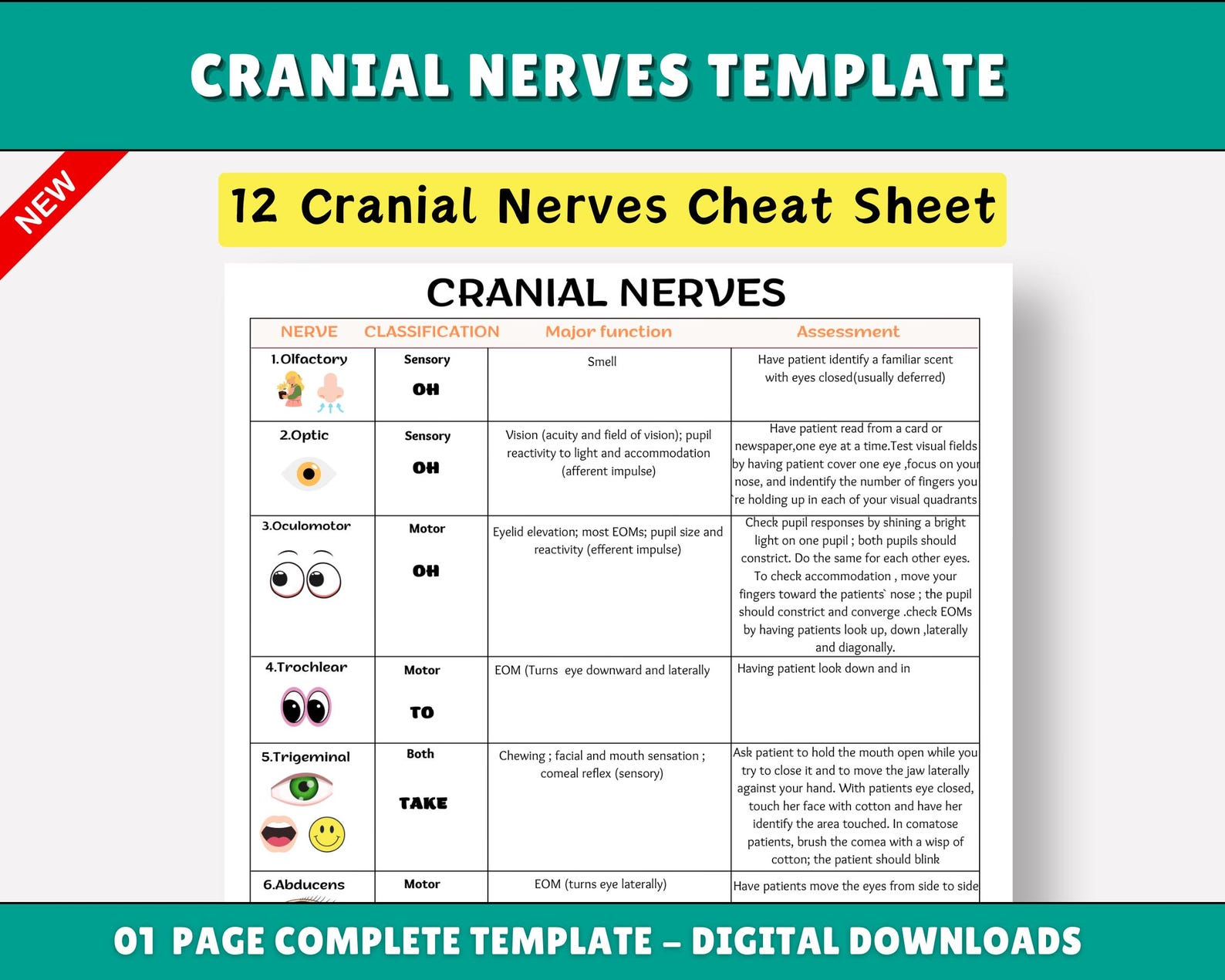 Cranial Nerves Assessment Sheet for Nursing Students (PDF & PNG) - Etsy