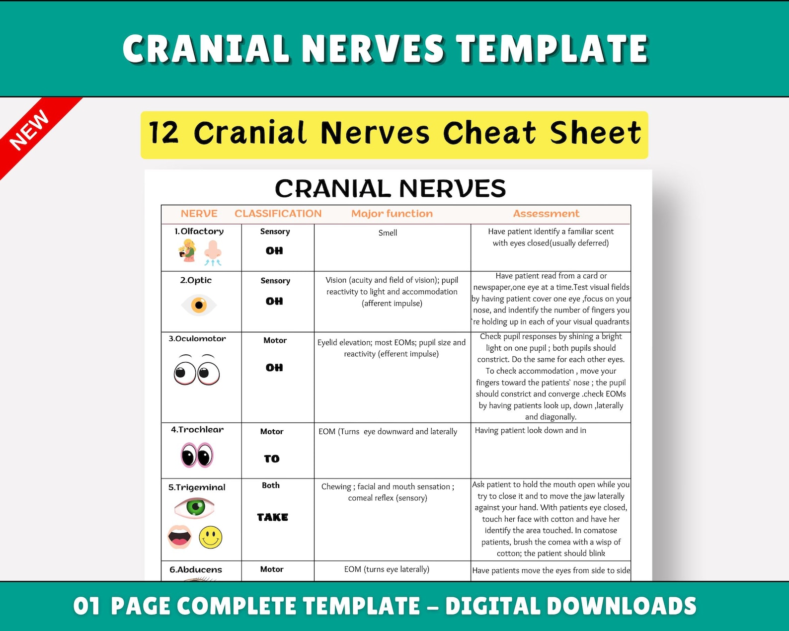 Cranial Nerves Chart: Nursing Student Study Guide (PDF & PNG) - Etsy