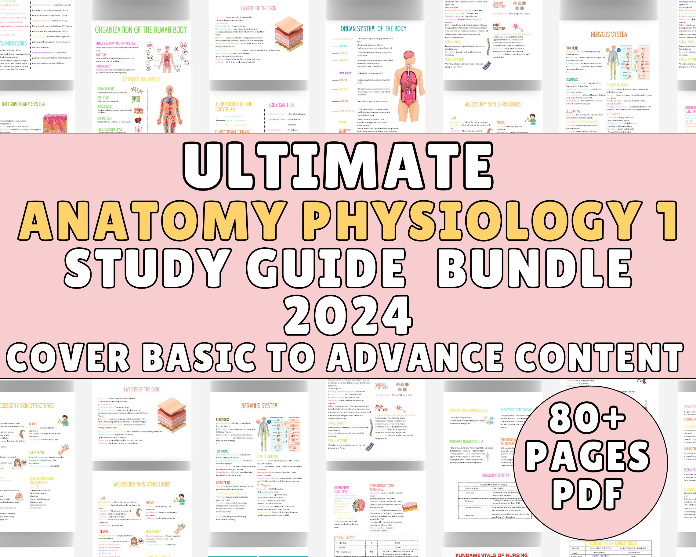 Anatomy and Physiology Study Guide: Nursing Notes Bundle (Digital Download)