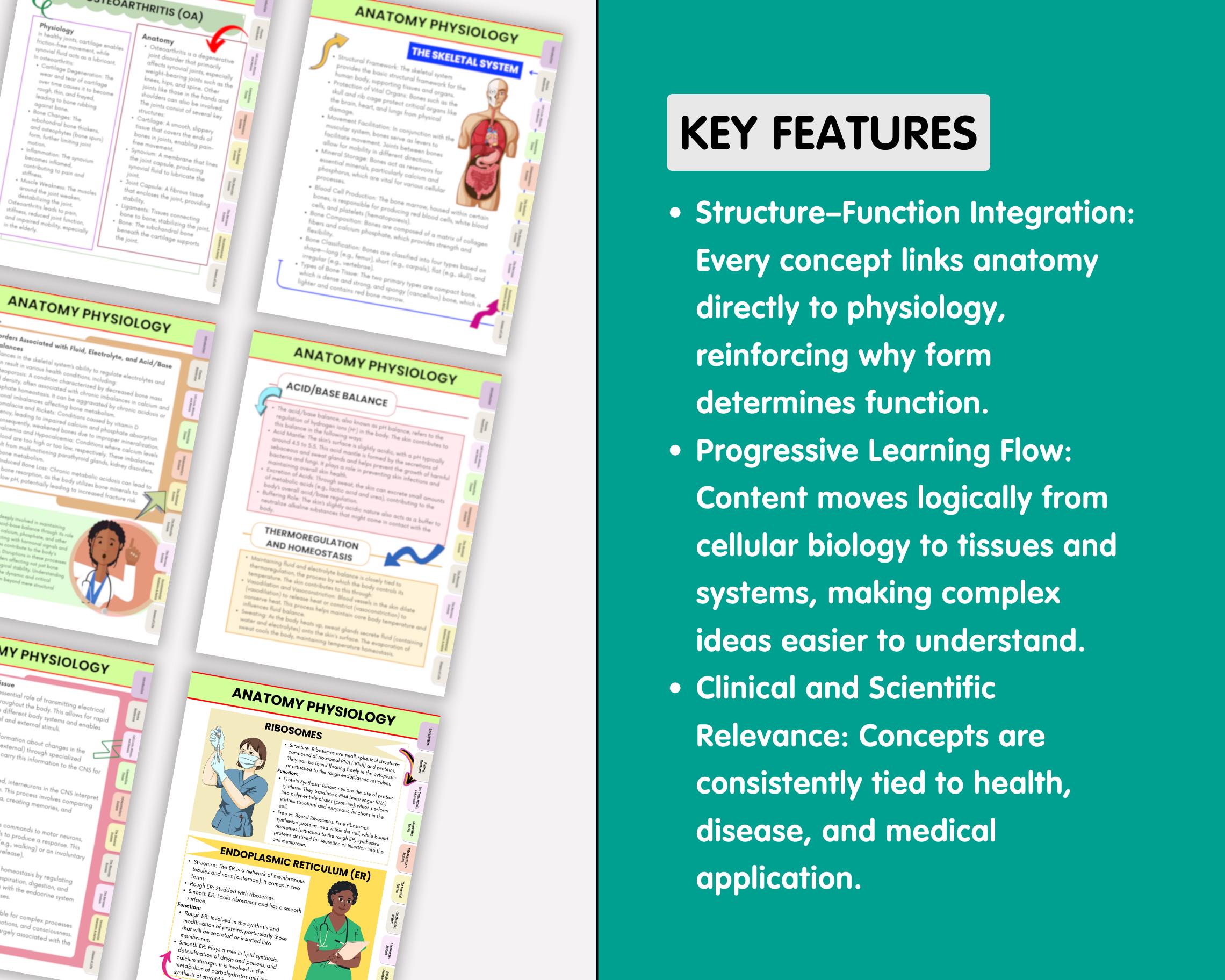 Anatomy Physiology Study Guide, MEGA BUNDLE (digital Download) - Etsy