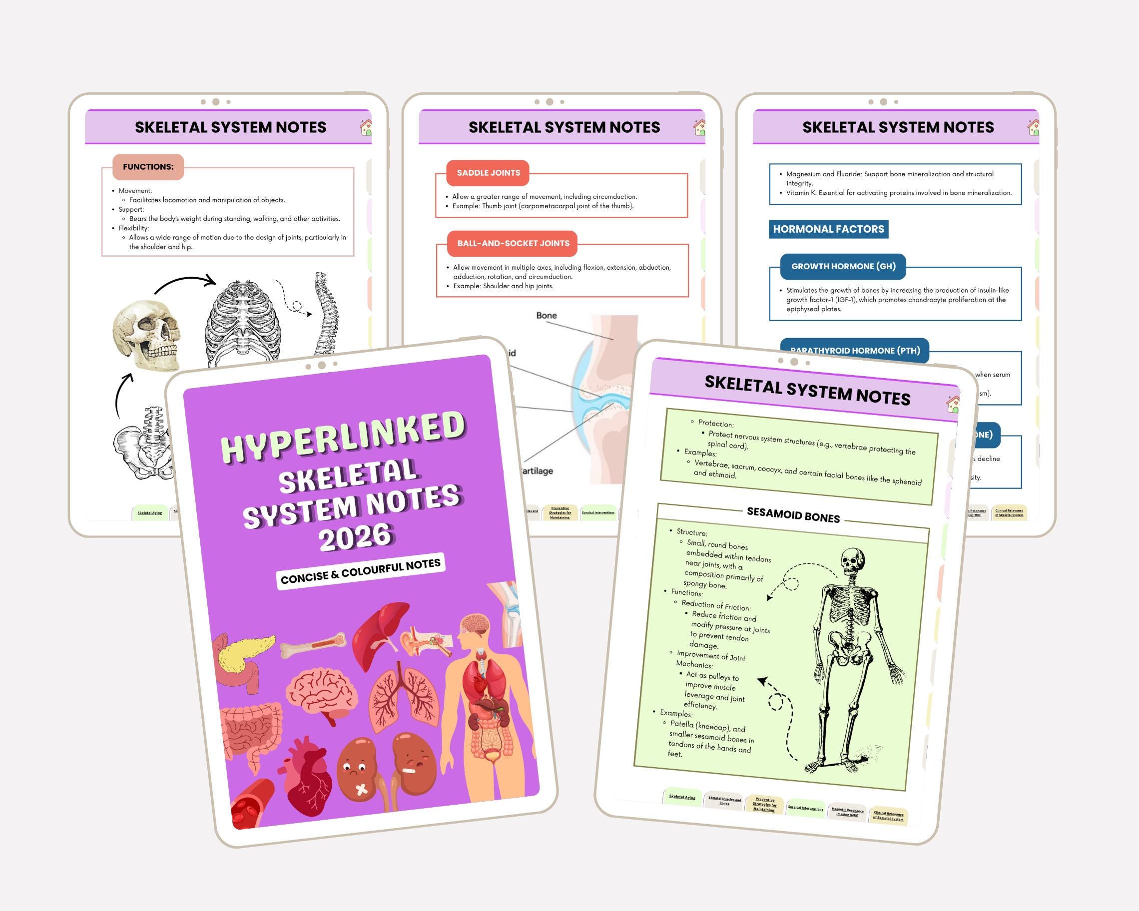 Skeletal System Anatomy Notes, Major Bones Diagrams, Cheat Sheet, 2026 ...
