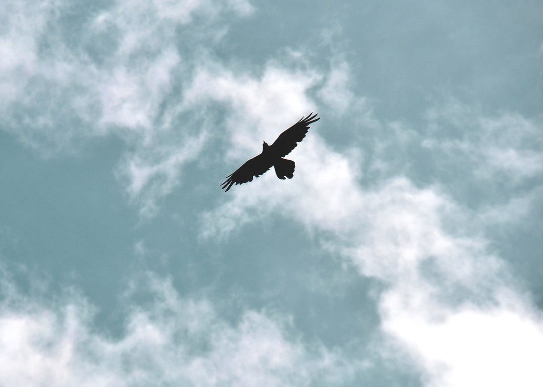 Rabe Fotografie Himmelslandschaft Natur Fotografie Vogel Etsy.de