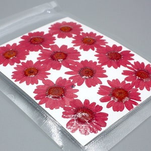 12 x flores de margarita secas prensadas de color rojo oscuro, arte de resina, scrapbooking, fabricación de tarjetas, suministros de resina, flores coloridas, suministros de artesanía