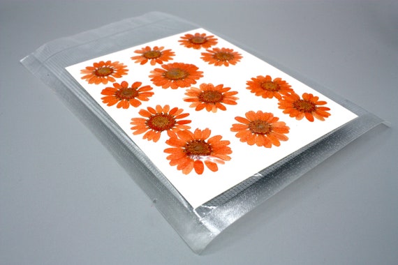 12 X Orange Pressed Dried Daisy Flowers, Resin Art, Scrapbooking, Card  Making, Resin Supplies, Craft Flowers, Colourful Flowers 