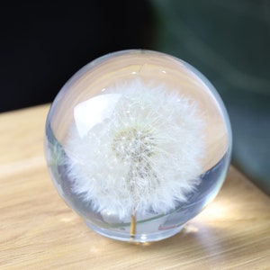 May include: A clear glass sphere with a preserved dandelion inside. The dandelion is white and fluffy, and the sphere is sitting on a wooden surface.