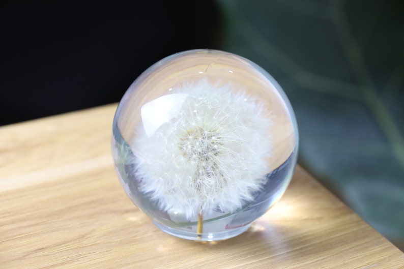 May include: A clear glass sphere with a preserved dandelion inside. The dandelion is white and fluffy, and the sphere is sitting on a wooden surface.