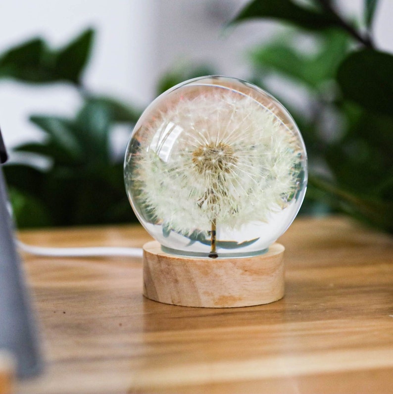 May include: A glass dome with a wooden base encloses a preserved dandelion flower. The dandelion is white and fluffy, with a delicate stem.