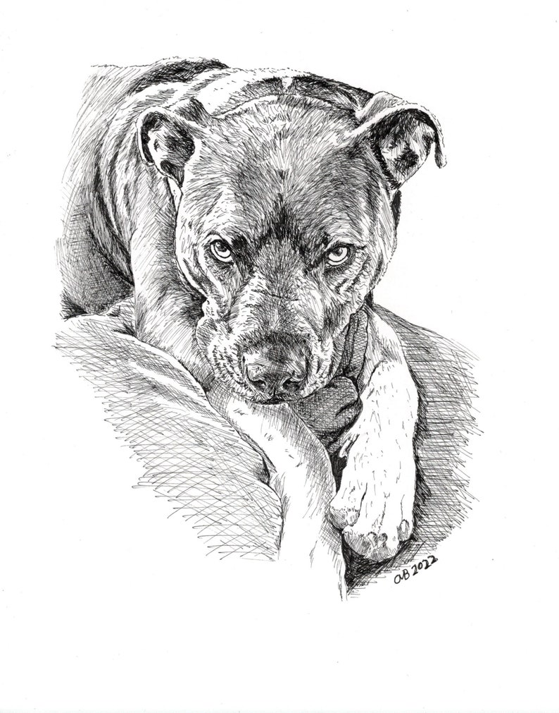 Custom Hand Drawn, Pen and Ink, Pet Portrait - Etsy