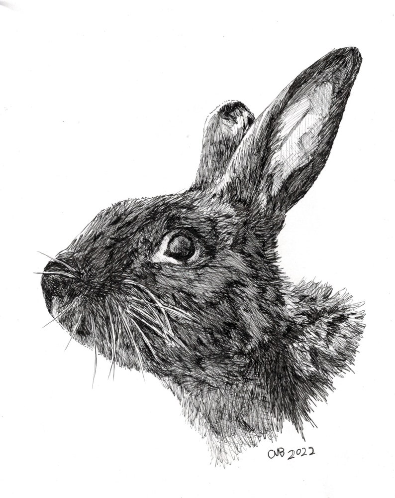 Custom Hand Drawn, Pen and Ink, Pet Portrait - Etsy