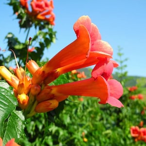 Red Trumpet Vine Seeds (Campsis radicans) –Not Stratified Pack of 10