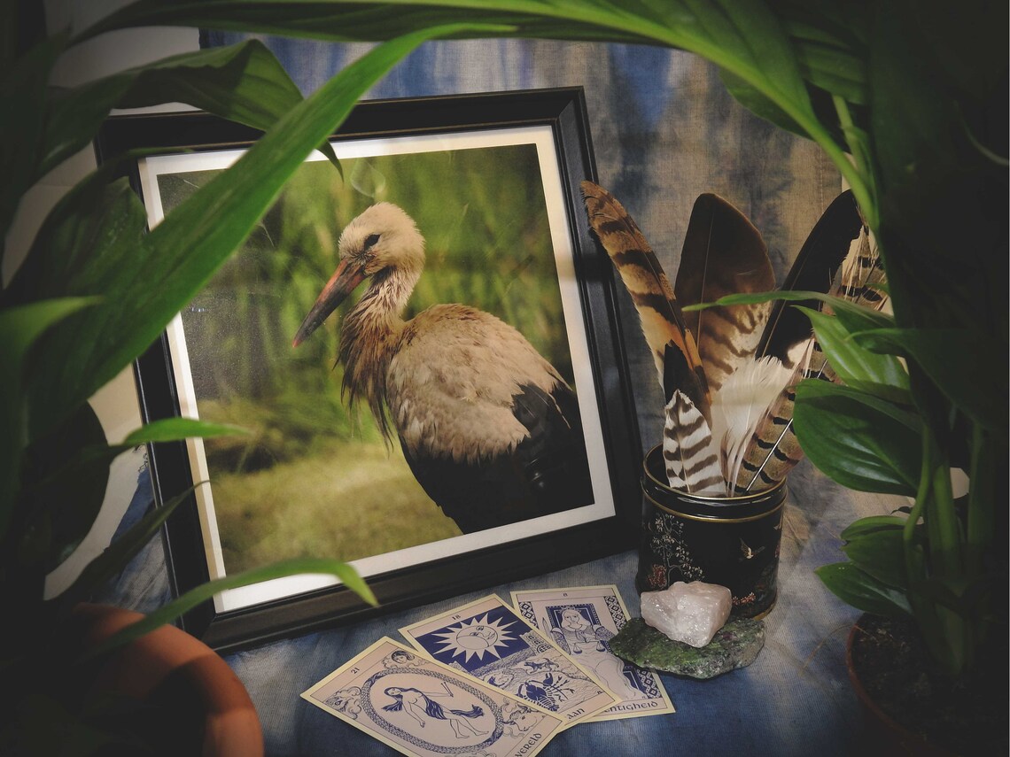 White the pact essay image