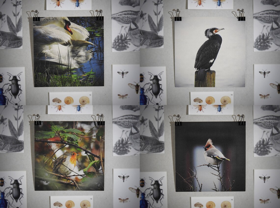 White the pact essay 08 picture