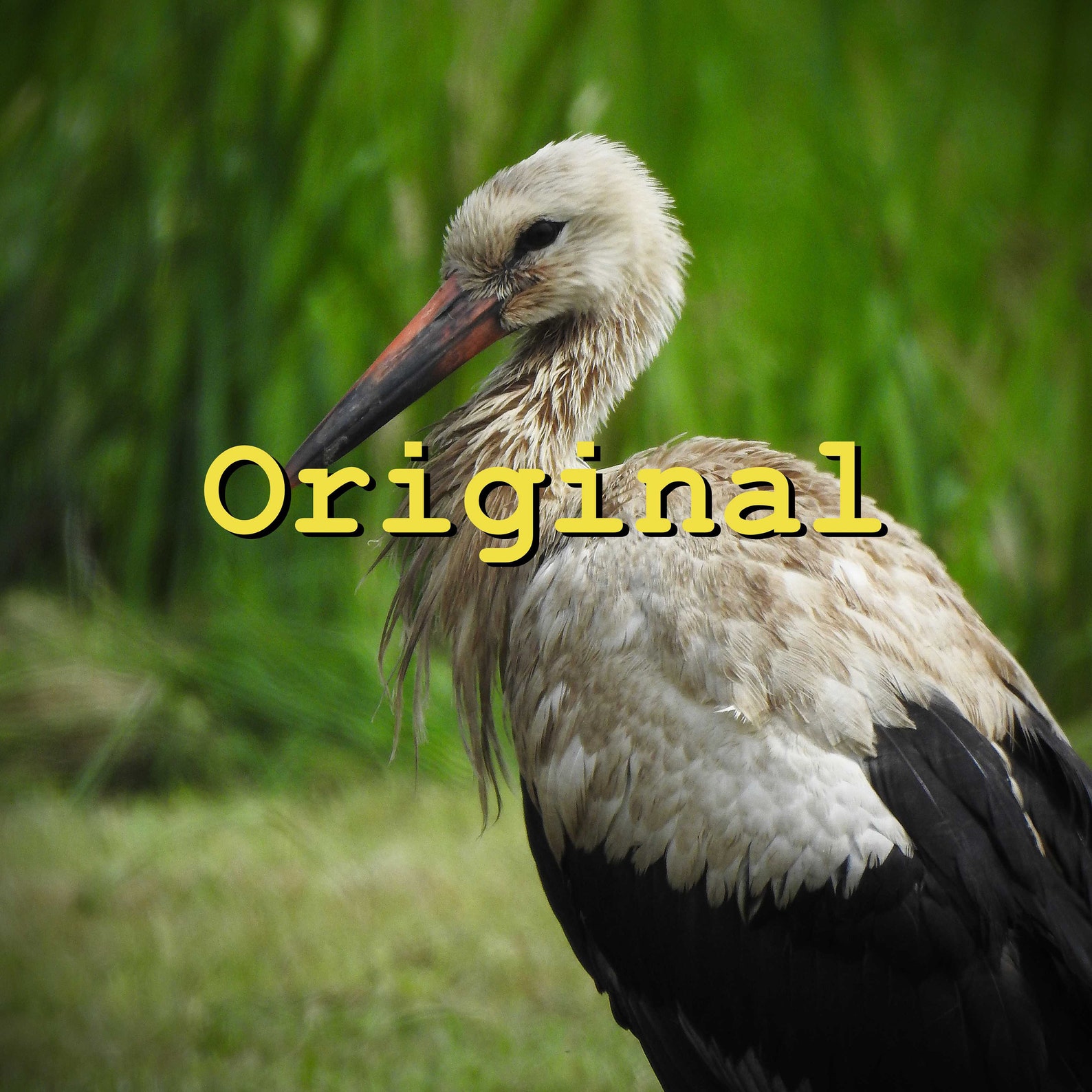 White the pact essay 07 image