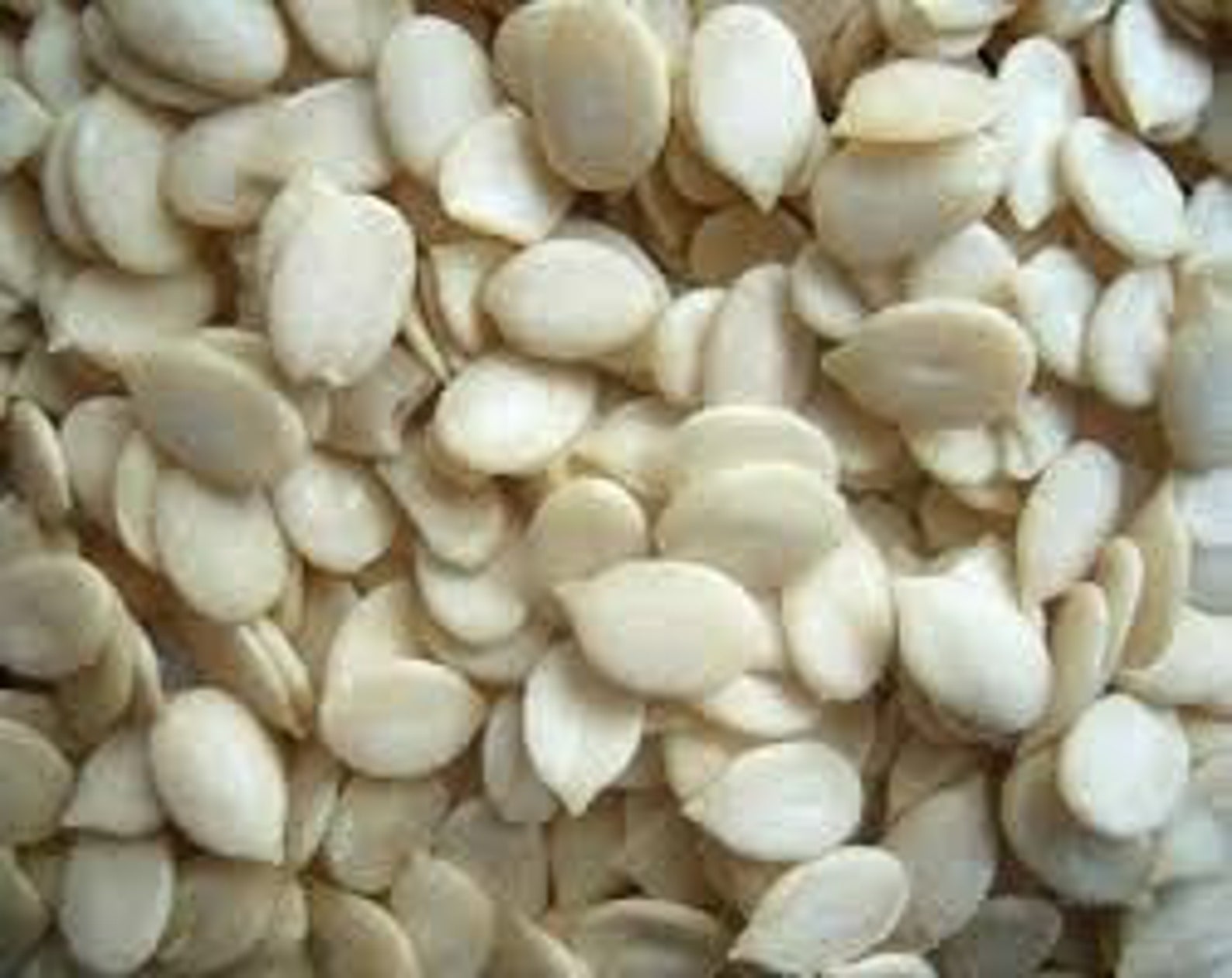 Melon Seed Best Melon Seeds Magaz Muskmelon Etsy UK