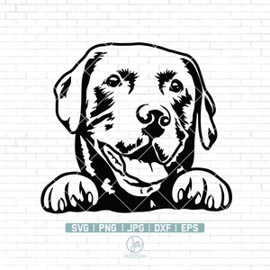 Labrador Retriever svg | Labrador svg | black labrador svg | doggo svg | doge svg | Dog Svg | Peeking Labrador Svg | my dog svg |Png Dxf Eps
