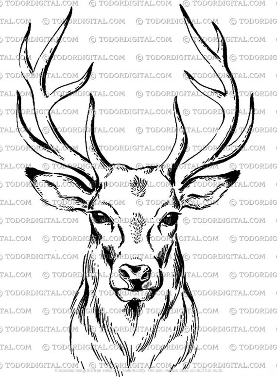 Buck Svg File, Deer Svg, Elk Clipart, Deer Cut File, Animals Svg, Wild Animals Vector Graphics