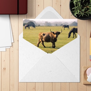New Forest Cow blank greeting card ,any occasion greeting card ,