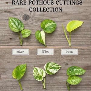 May include: A collection of six rare pothos plant cuttings labeled RARE POTHOS CUTTINGS COLLECTION. The varieties include Silver, N'Joy, Neon, Golden, Marble Queen, and Satin, each displaying distinct leaf patterns and shades of green, white, and yellow.