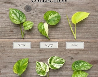 Pothos/Scindapsus Cuttings Mix 12 Cuts - Golden Pothos / Marble Queen Pothos/Satin scindapsus / Silver scindapsus/Njoy /Neon UNROOTED Single