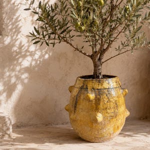May include: A yellow glazed ceramic planter with a rounded body and protruding knob-like details, containing a small olive tree with green leaves and small green olives. The planter features a distressed, weathered finish with dark brown accents.