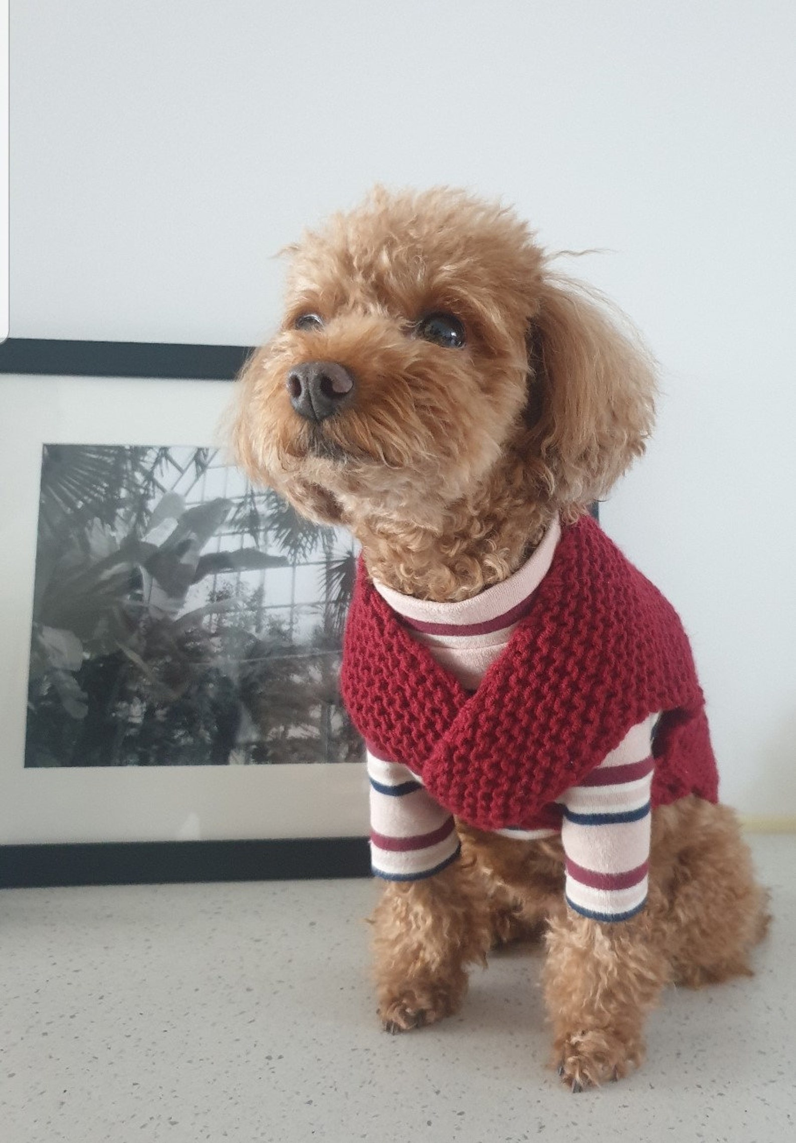 Vest /Dog Sweater Pattern/Vest Pattern/knitting pattern for Etsy