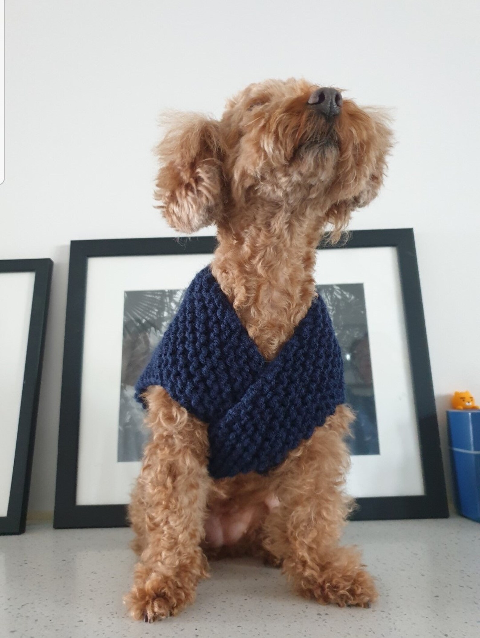 Vest /Dog Sweater Pattern/Vest Pattern/knitting pattern for Etsy