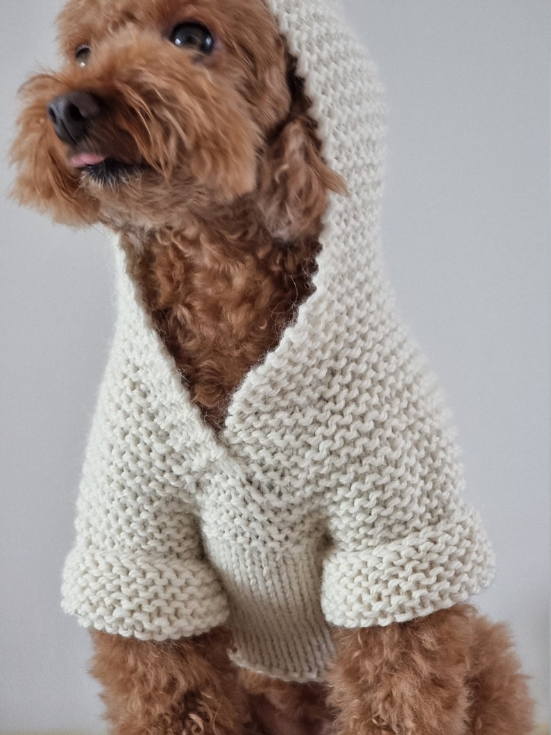 May include: A small, brown dog wearing a cream-colored, knitted hoodie. The hoodie has a hood and sleeves, and the dog is looking to the left. The knitwear appears to be a chunky, textured stitch.