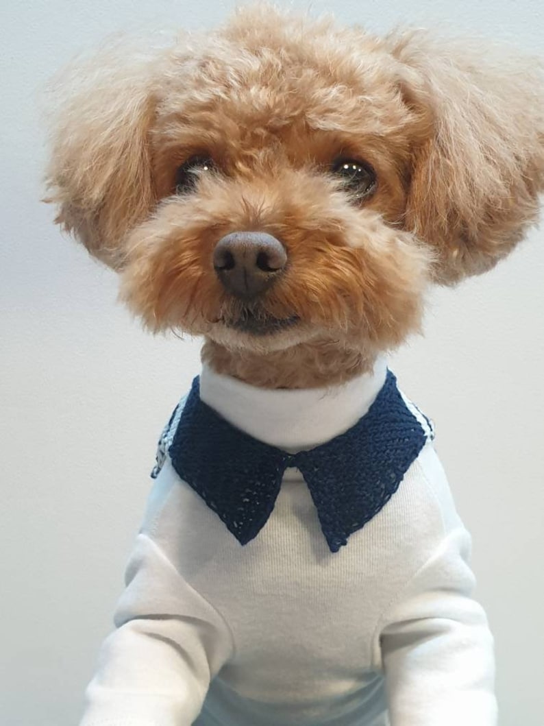 Cape Collar/Dog Knit/Dog knits/Dog knitting pattern/dog sweater pattern/Sweater patter/knitting pattern image 5