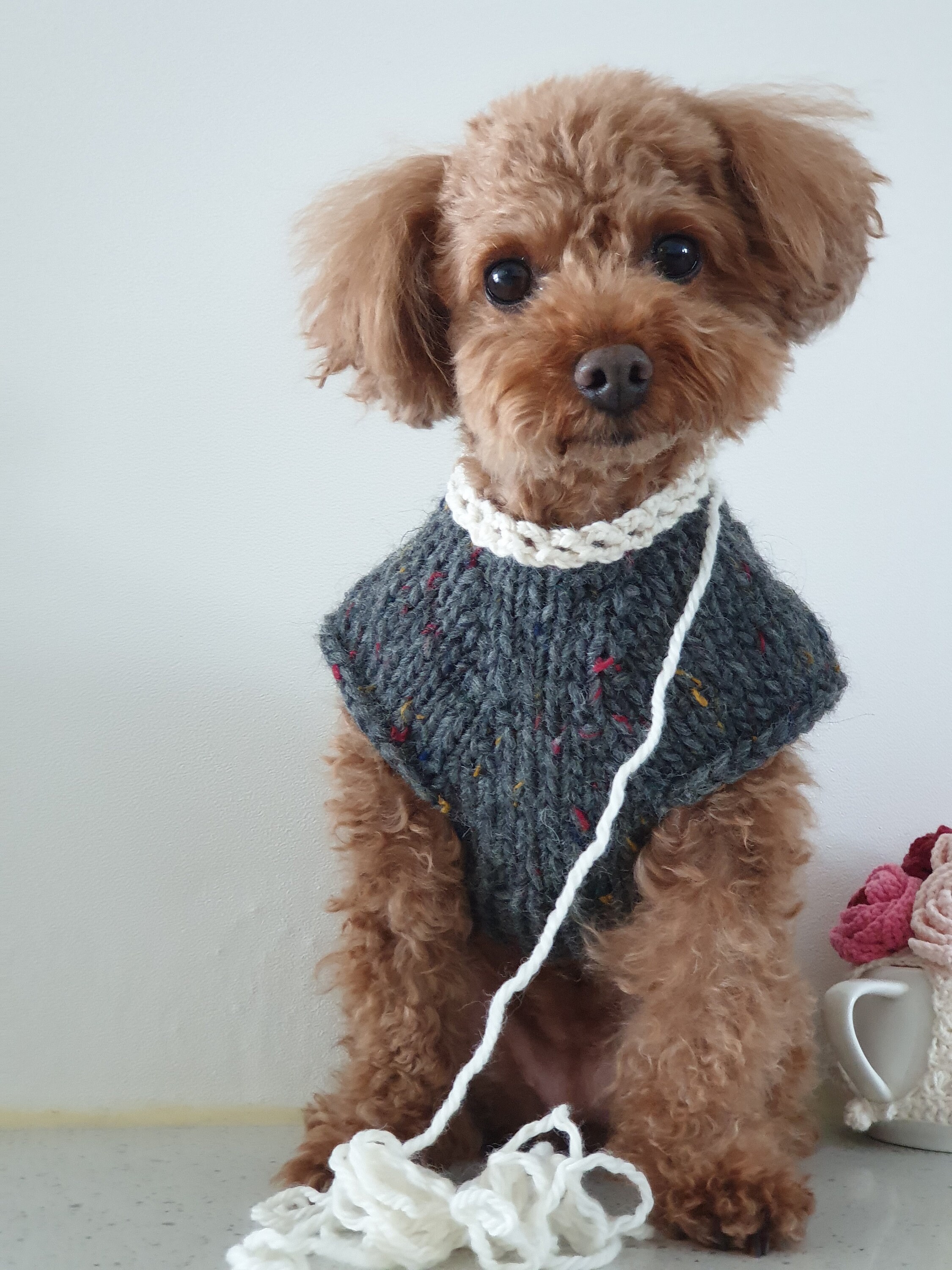 Designer top dog sweaters