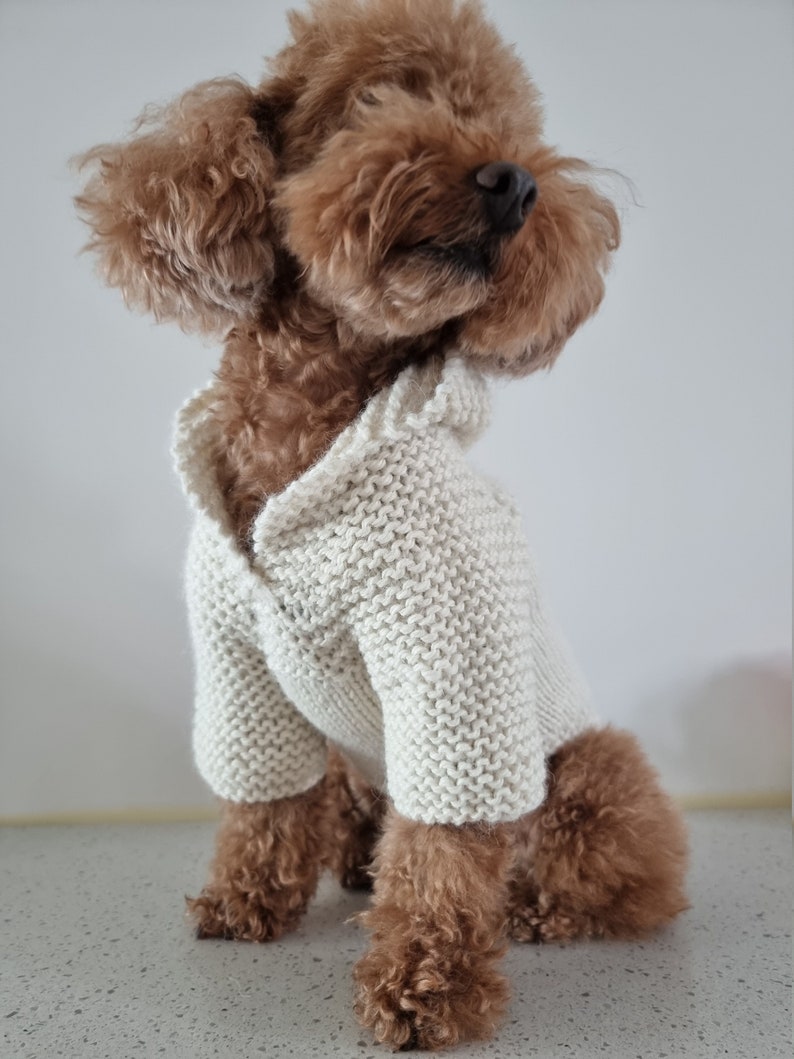 May include: A small, brown dog wearing a cream-colored, knitted sweater. The sweater has a collar and covers the dog's front legs. The dog is sitting and looking to the side, with a light-colored background.