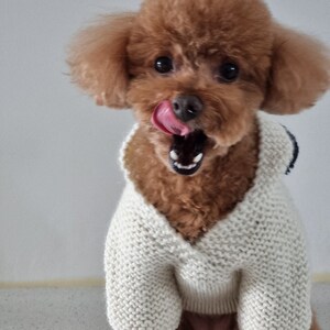 May include: A brown toy poodle wearing a cream-colored, knitted sweater with a V-neck. The dog has its tongue out and mouth open. The dog is sitting and looking at the camera.