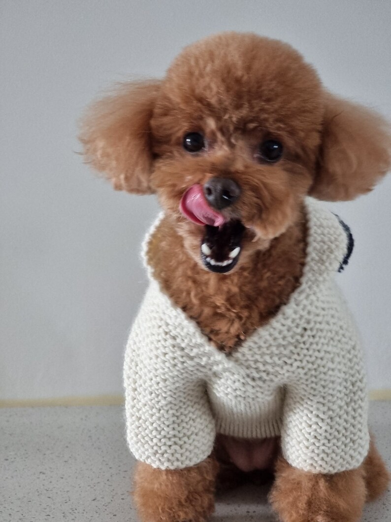 May include: A brown toy poodle wearing a cream-colored, knitted sweater with a V-neck. The dog has its tongue out and mouth open. The dog is sitting and looking at the camera.