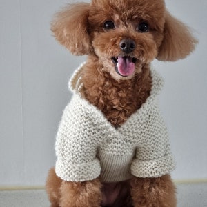 May include: A brown poodle wearing a cream-colored, knitted sweater with a hood. The dog is sitting and looking directly at the camera with its tongue out. The sweater has a V-neck design.