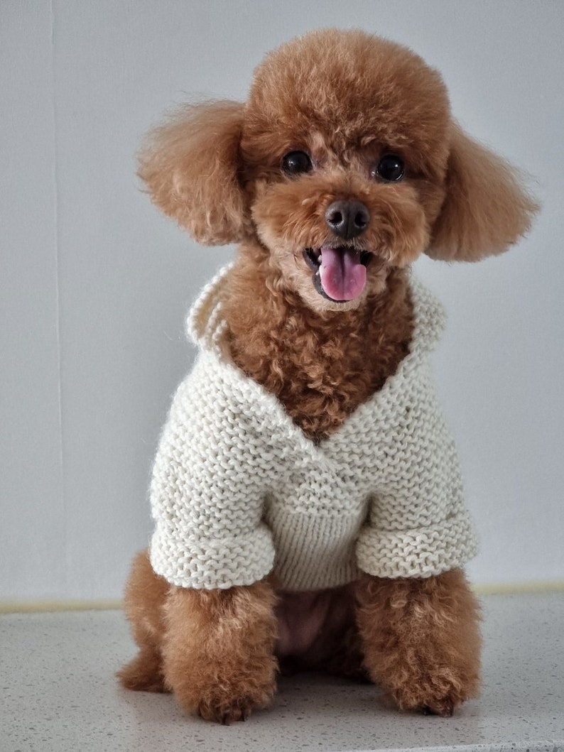 May include: A brown poodle wearing a cream-colored, knitted sweater with a hood. The dog is sitting and looking directly at the camera with its tongue out. The sweater has a V-neck design.