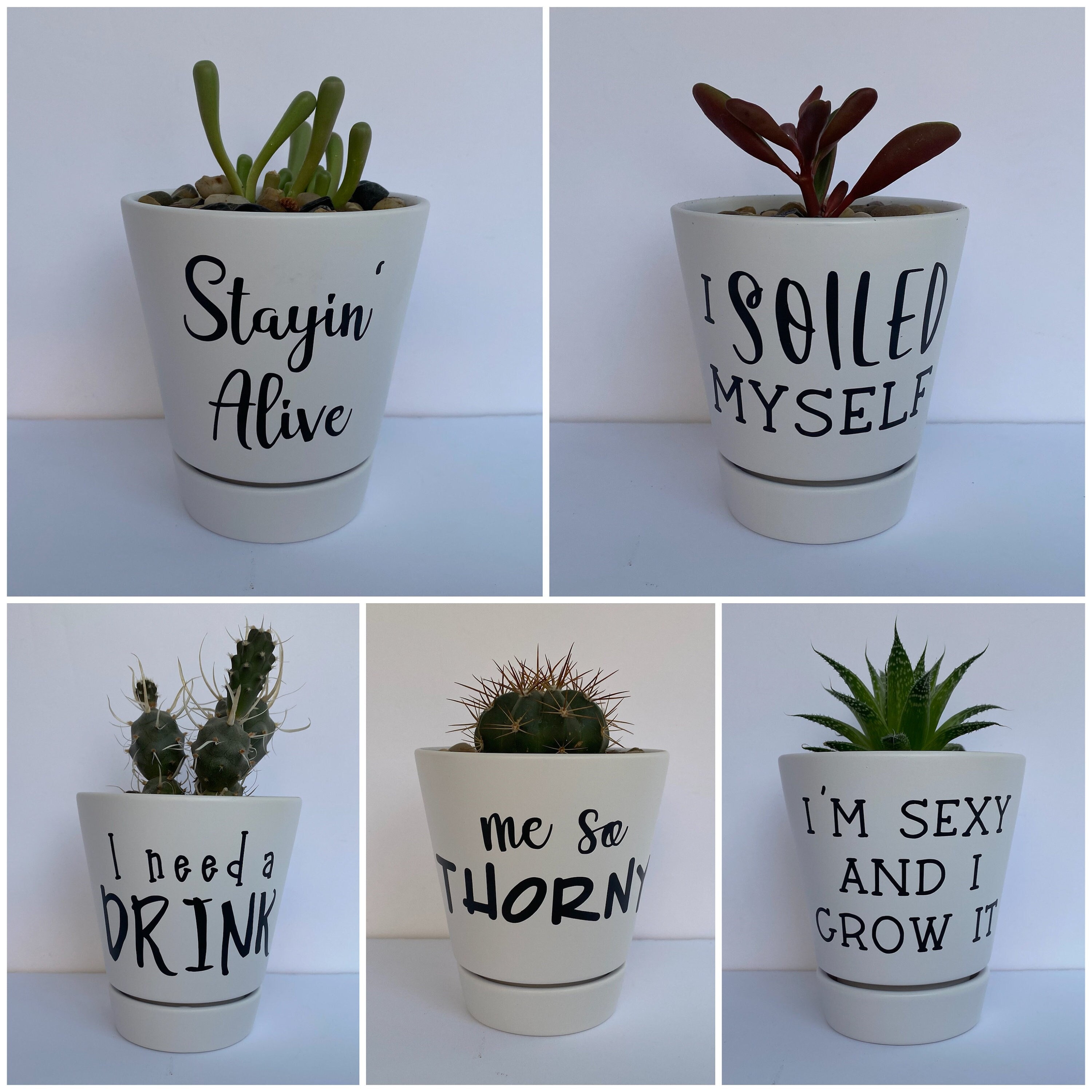 Succulent typewritten
