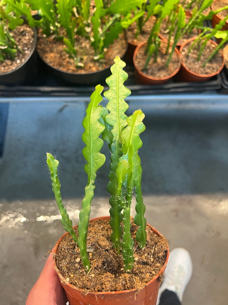 Fishbone Cactuszig Zag Ric Rac Epiphyllum Etsy