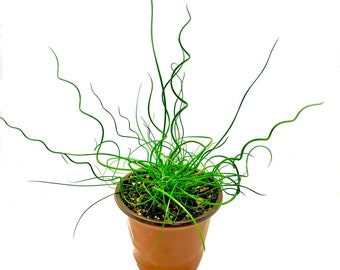 Live Corkscrew Grass Plant - Unique Ornamental Grass for Home Decor and Landscaping (FREE SHIPPING)