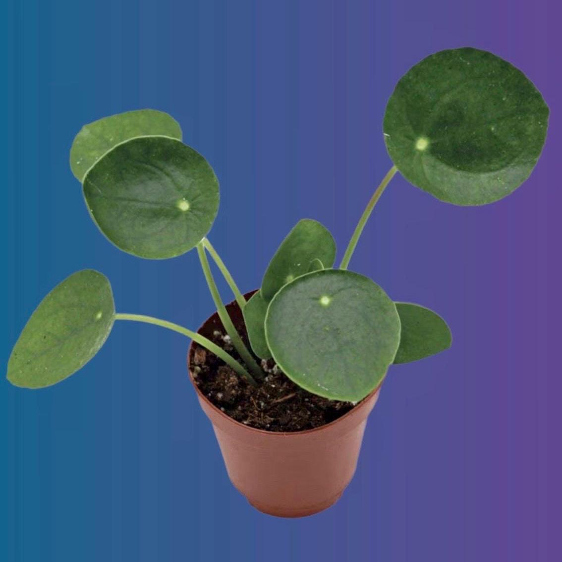 Pilea Peperomioides,Chinese Money Plant, UFO Plant , Starter Plant live