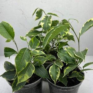 Ficus Benjamina Variegata - Variegated Weeping Fig