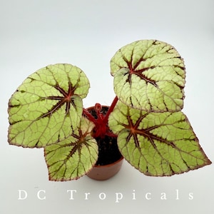 Begonia rex ‘Fedor’ - Live Plant 3” Pot