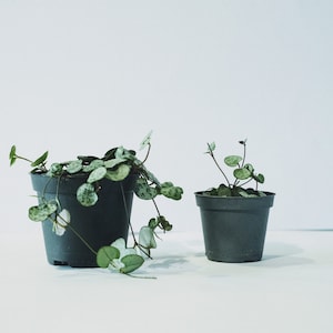 String of Hearts