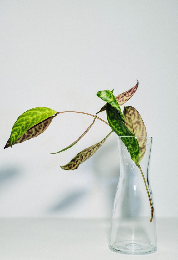 Aeschynanthus Marmoratus Zebra Basket Vine Etsy UK
