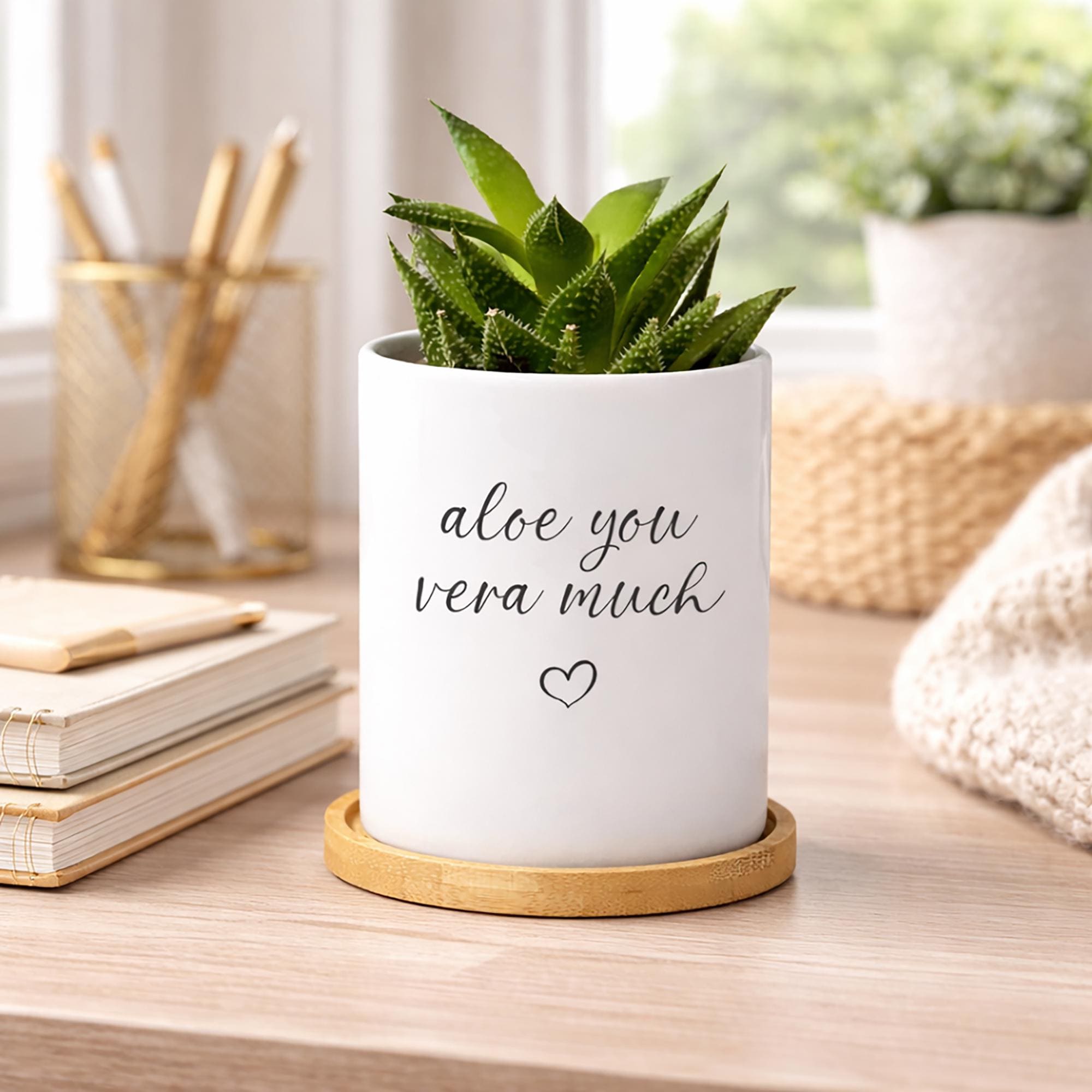blue aloe vera Aloe Walmsleys Blue – Decorative Succulent Plant main image 1
