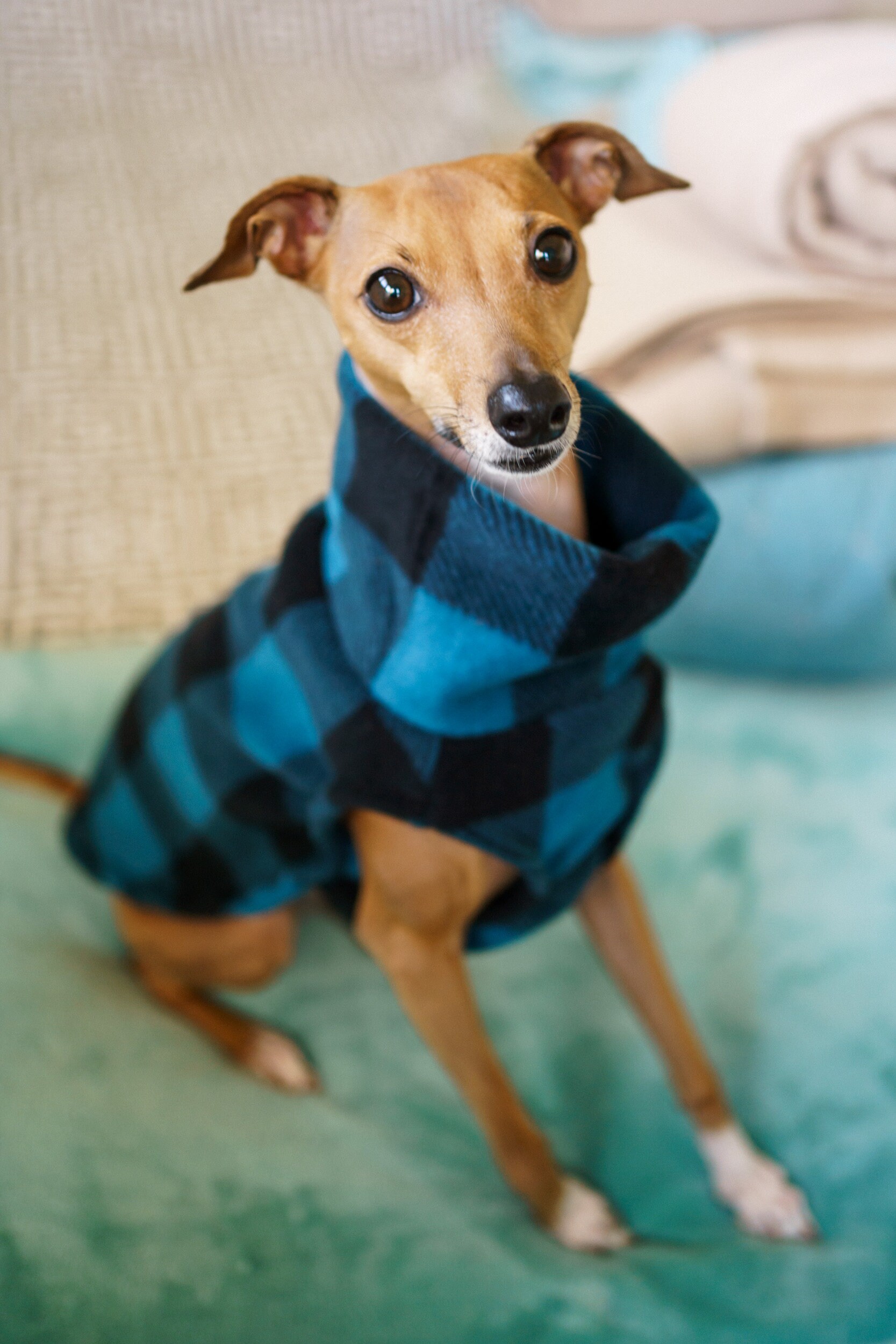 Multi colored plaid Fleece italienischen Windhund Hund Etsy