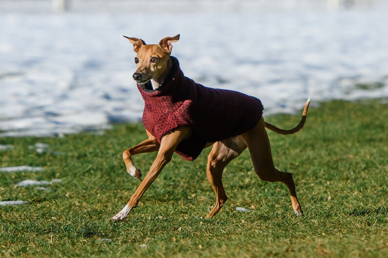 Sherpa lined Italian Greyhound Dog Coat Red Cable Knit also great for Mini Pinscher, Rat Terrier, Boston Terrier, Basenji image 5