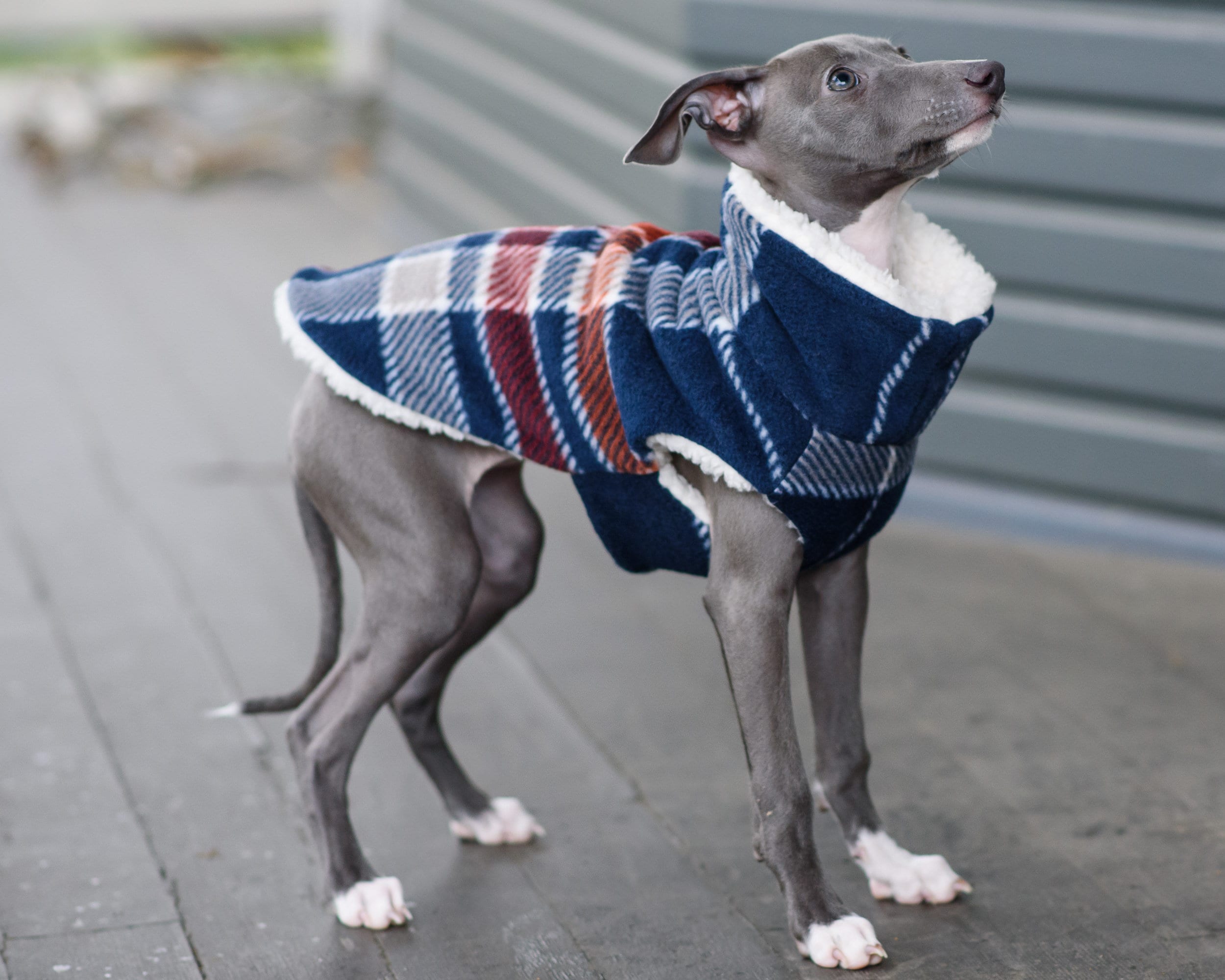 Manteau avec doublure en polaire Teddy pour chien Archie, 160 g