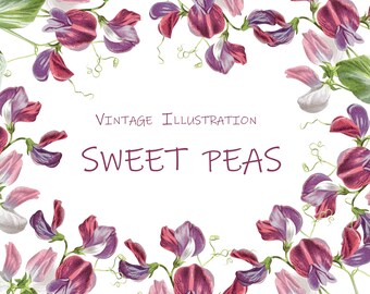 Download Sweet Peas Clipart Etsy