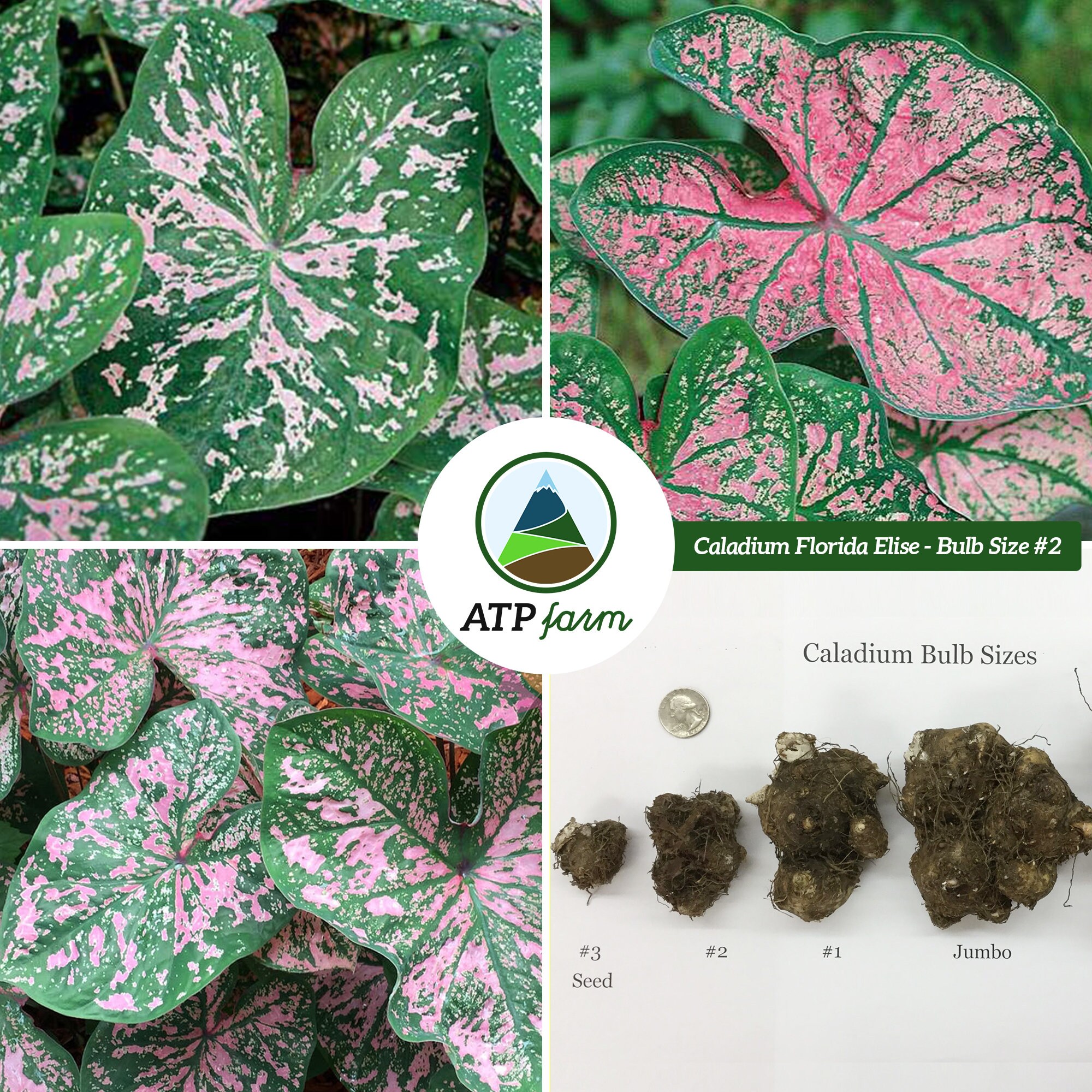 Caladium 'Florida Elise' Size 2 Bulb PREORDER Etsy