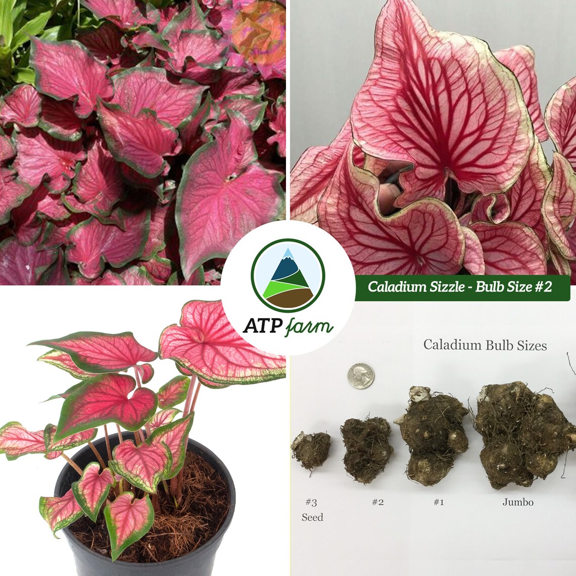 Caladium 'Sizzle' Size 2 Bulb Etsy