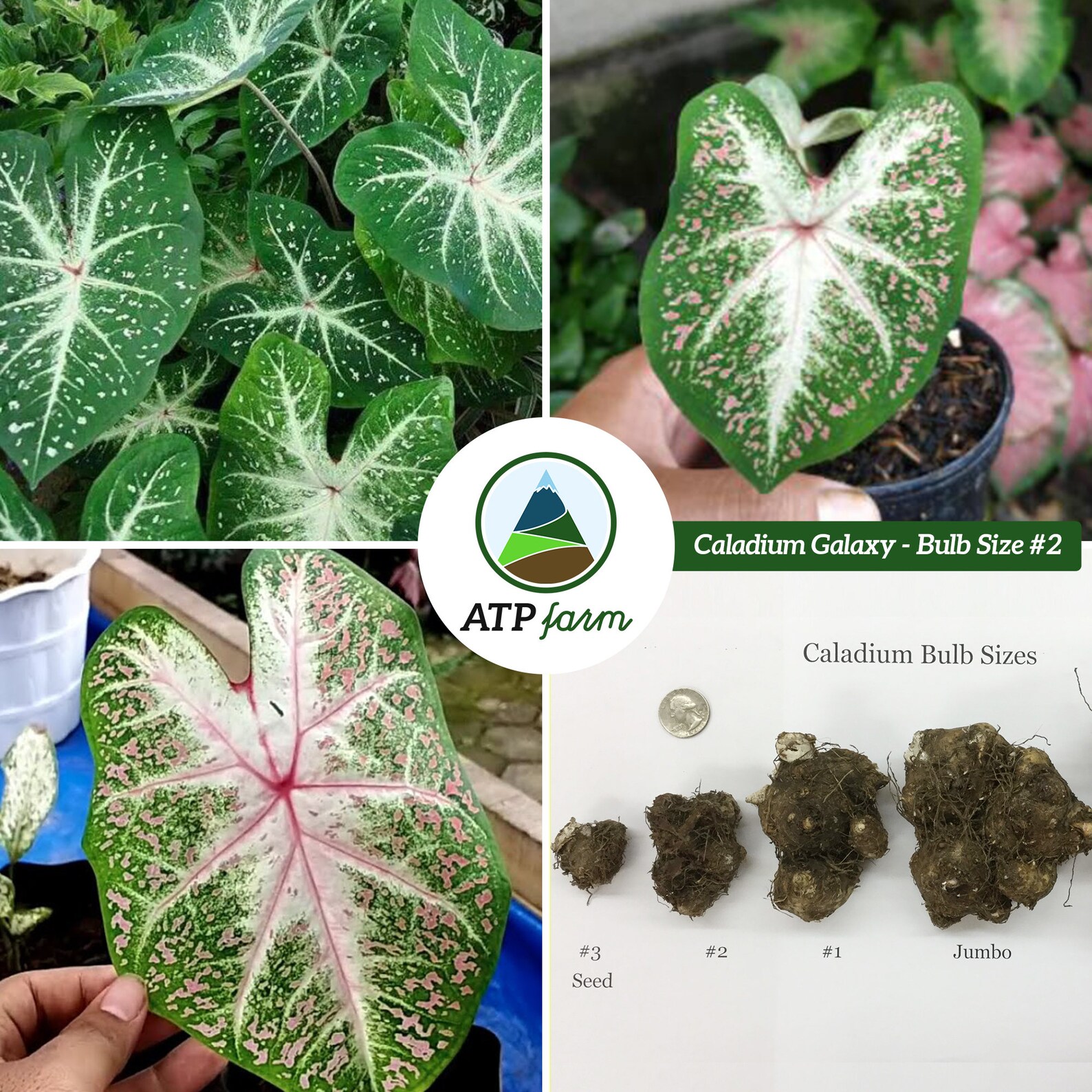 Caladium 'Galaxy' Size 2 Bulb PREORDER Etsy